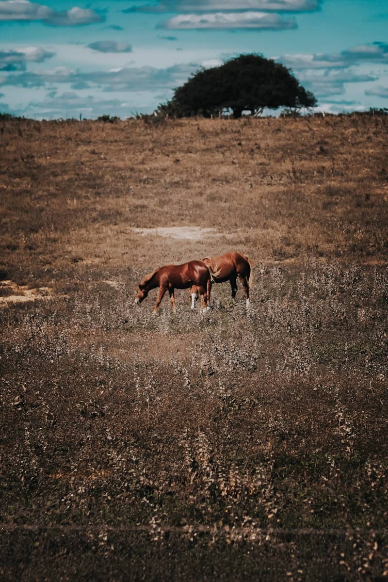 Two brown horses grazing in a dry field.