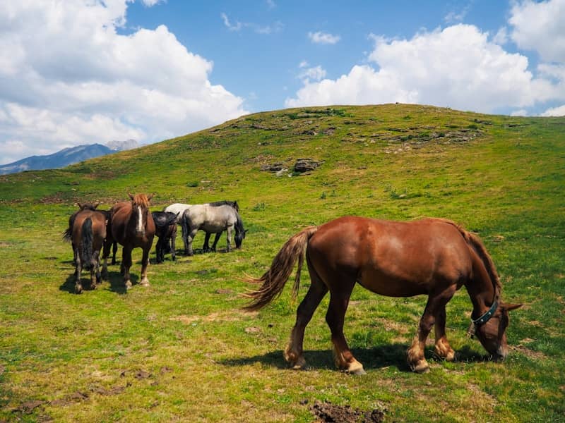 Horses grazing on a green hillside under a blue sky.