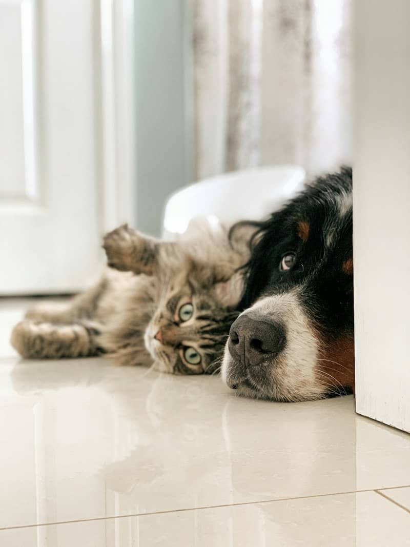 Bernese and friend during warm days