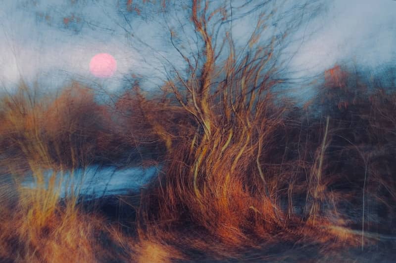 Bare tree with pink sun and dry grass