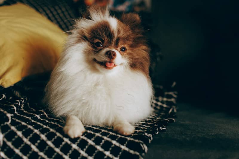 A fluffy brown and white Pomeranian dog with its tongue out on a blanket