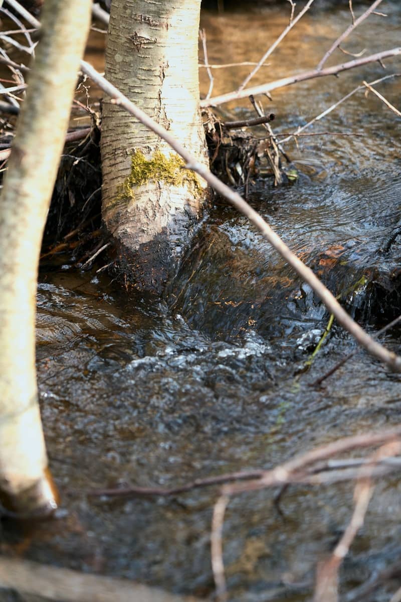 A tree trunk stands in a flowing stream.