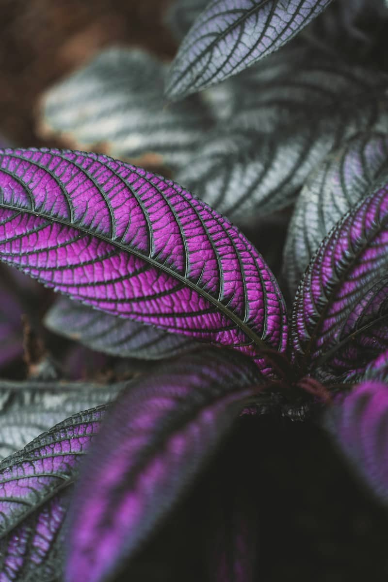 Vibrant purple leaves with intricate veins and muted green foliage