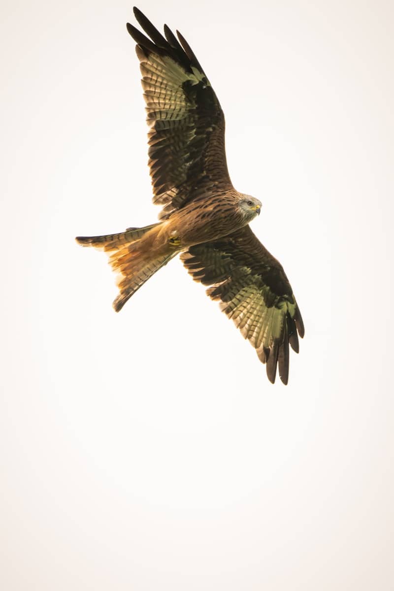 A red kite bird soaring against a white sky