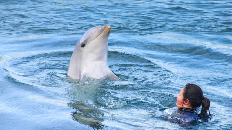 A dolphin surfaces near a person in the water