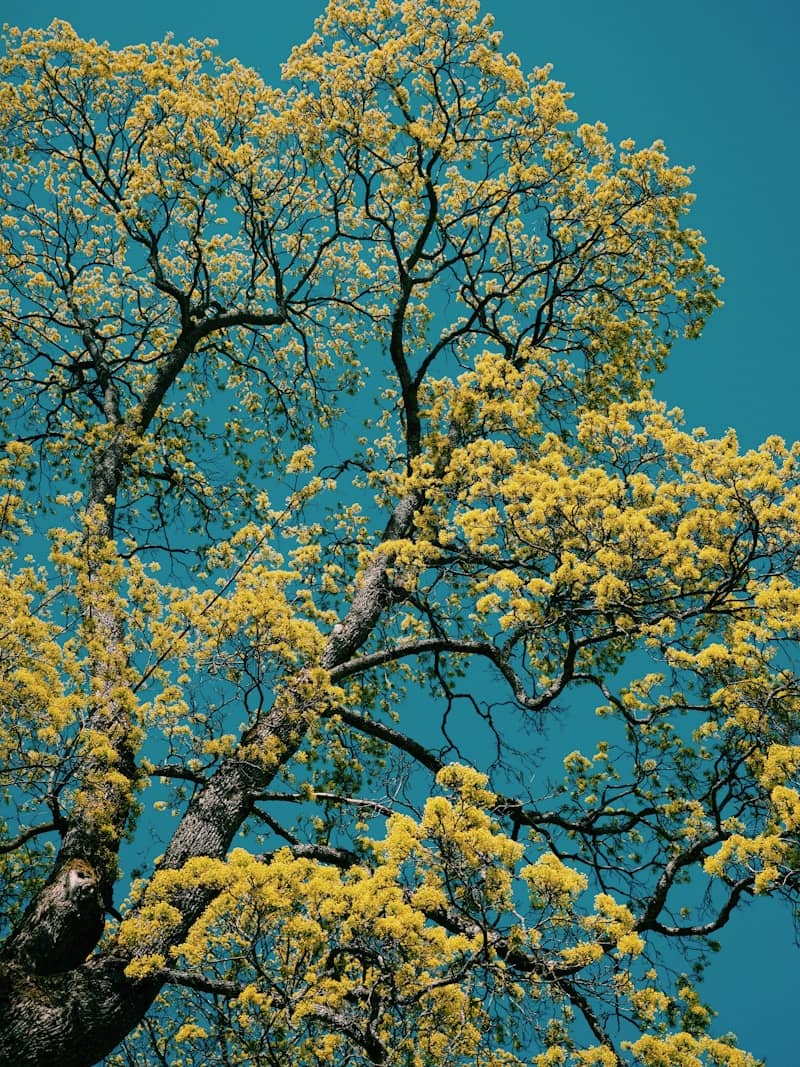 A tree with yellow leaves against a vibrant blue sky