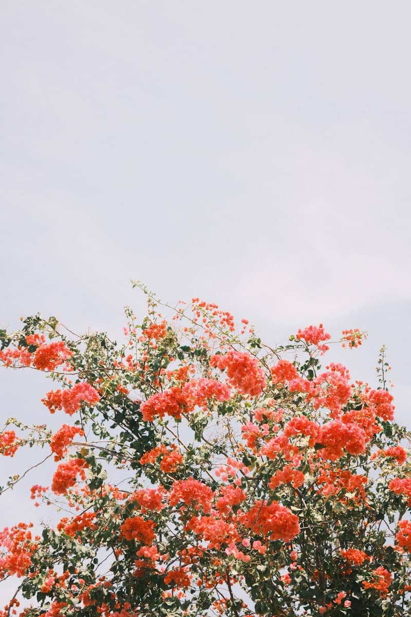 Vibrant coral flowers bloom against a pale sky.