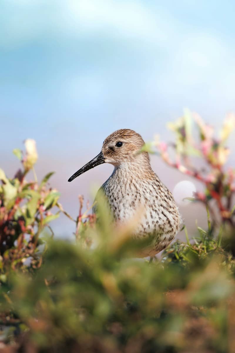 A dunlin with mottled brown and white feathers standing behind green coastal vegetation