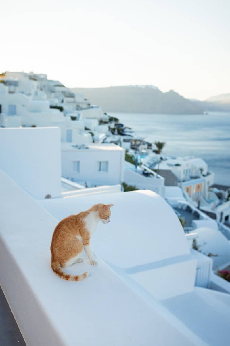 Orange cat on white wall overlooking a coastal village.