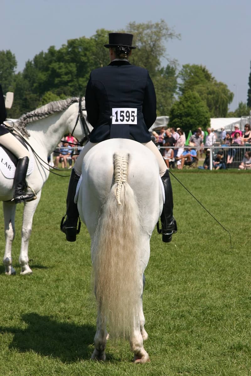 Rider in formal attire on a white horse at event