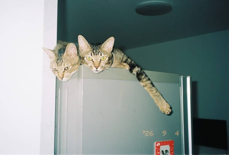 Two tabby cats resting on top of a grey refrigerator in a room