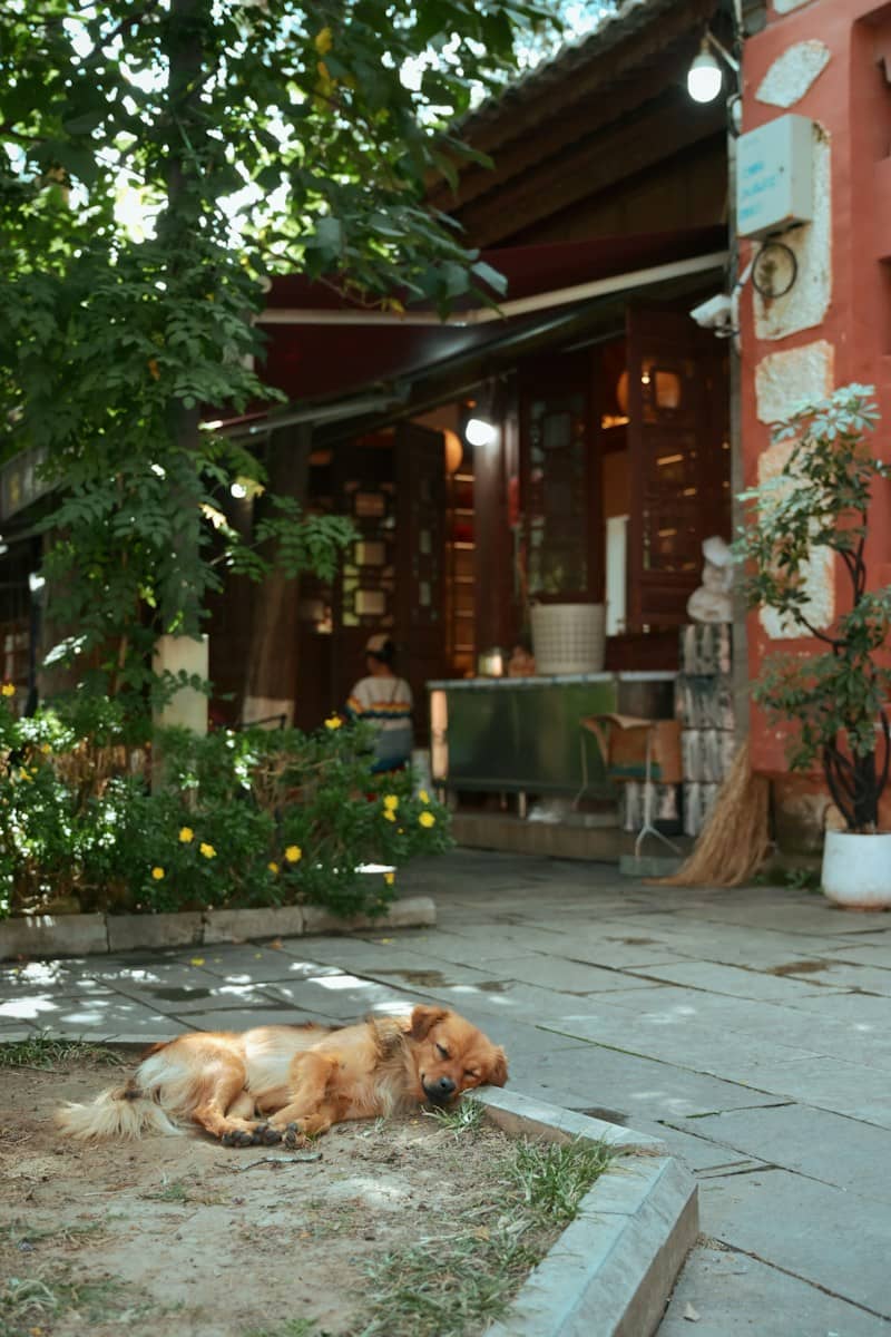 A golden dog sleeping on a stone curb beside a small garden