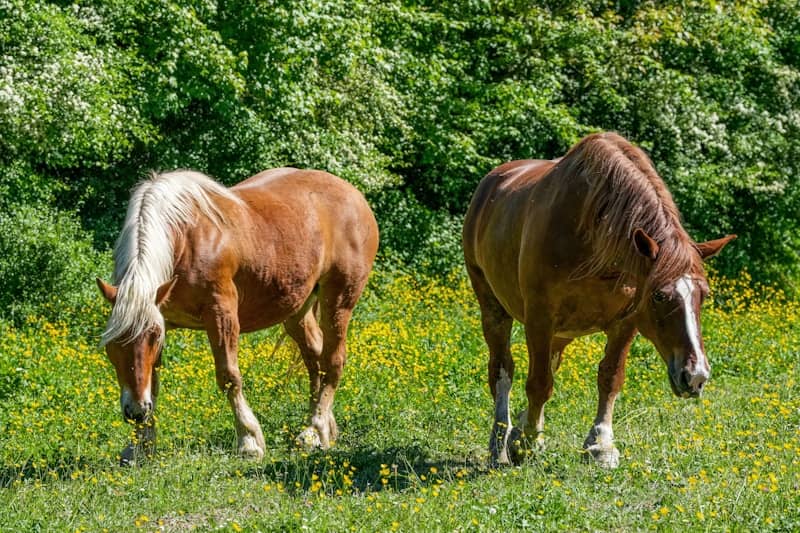 Two brown horses graze in a green field with trees.