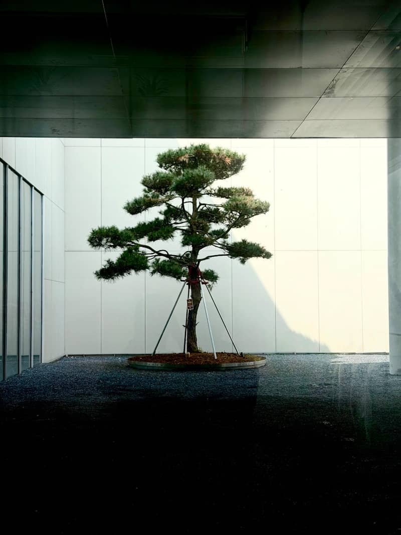 A solitary pine tree stands against a white wall.