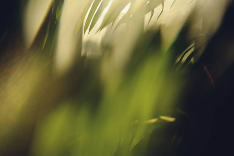 Abstract green and yellow blurred foliage shapes