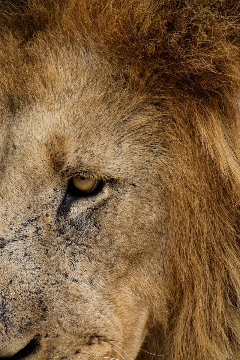 A close-up reveals the eye of a lion.