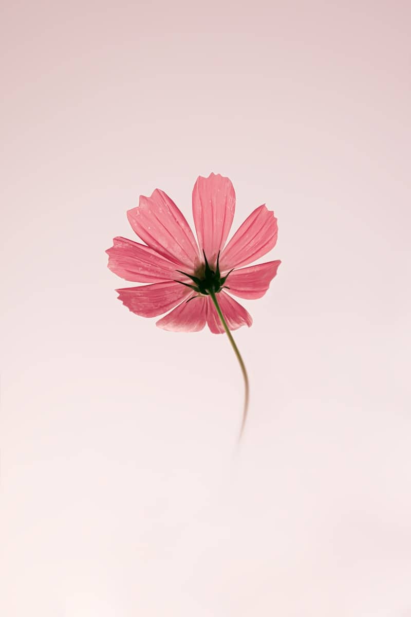 A delicate pink cosmos flower blooms against a soft background.