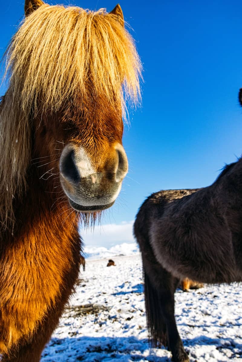 Brown icelandic horse with blonde mane in snow.