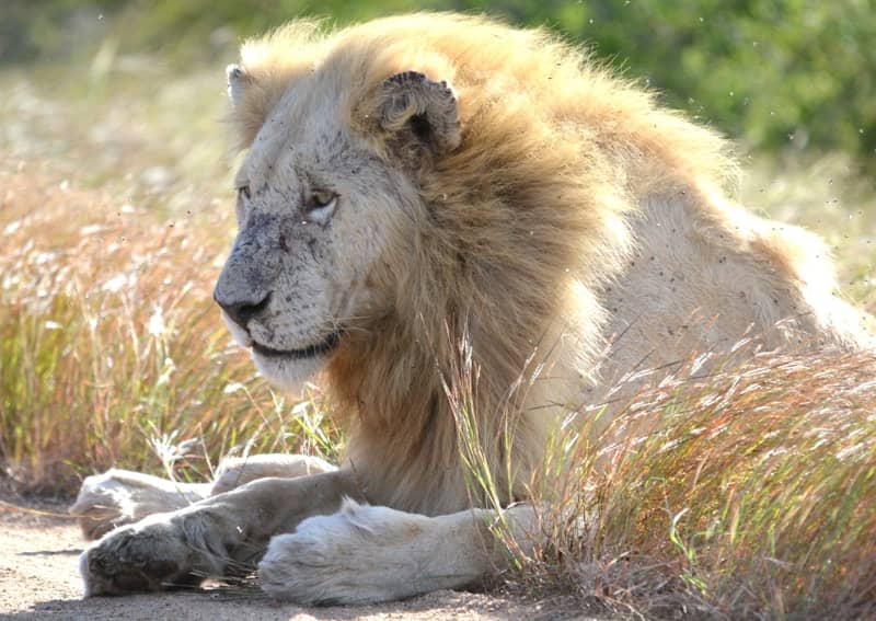 A majestic white lion resting in dry savanna grass.
