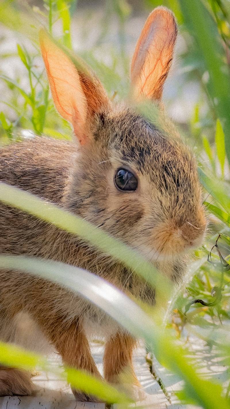 A cute bunny is peeking through the greenery.
