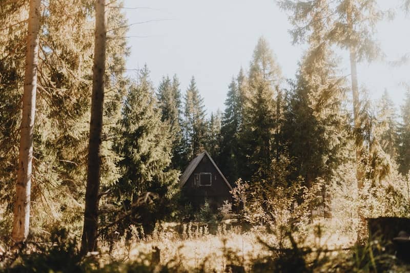 A-frame cabin nestled in a dense forest.