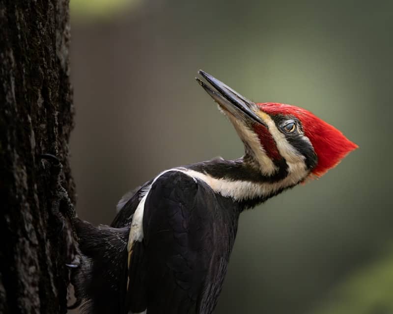 Pileated woodpecker with red crest on tree