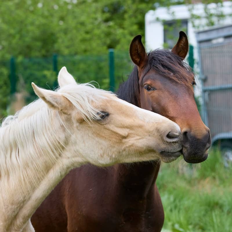 Two horses nuzzling each other in a green field.