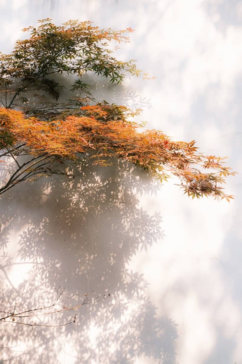 Autumn tree branches casting shadows on a white wall.