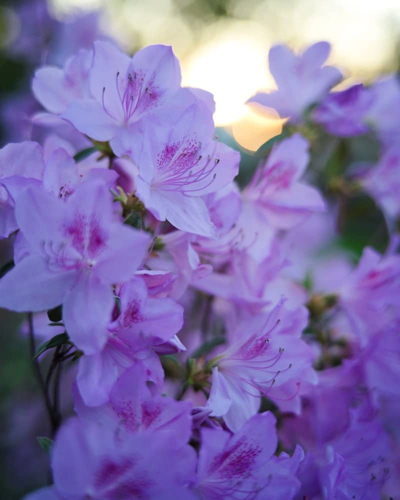 Lovely pink flowers bloom in the warm sunlight.