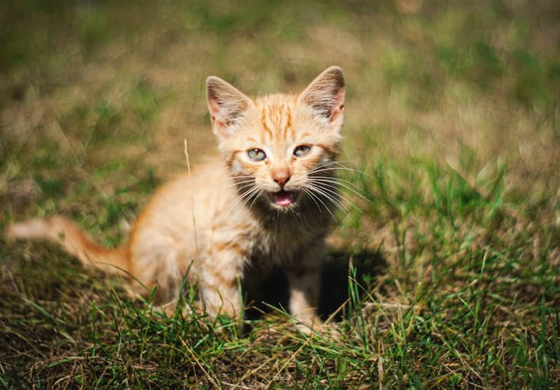 A small ginger kitten sits in the grass.