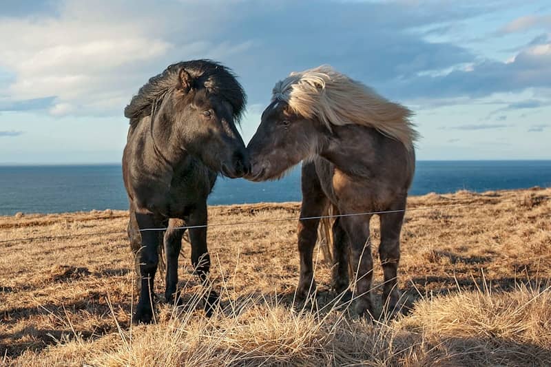 Two horses touching noses by the ocean