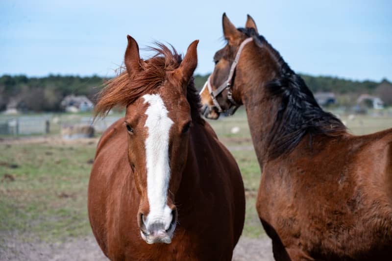 Two brown horses in a field.