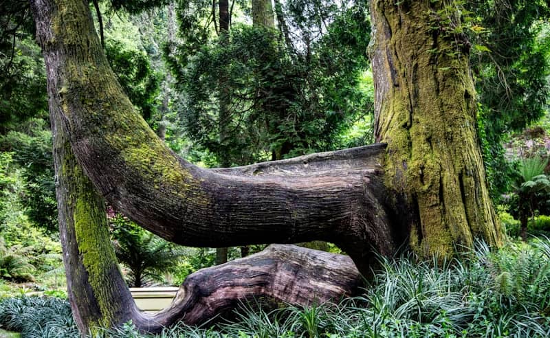 Two moss-covered trees growing together in a forest.