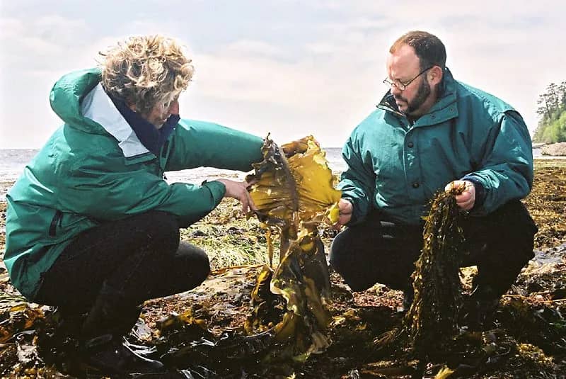 Harvesting Seaweed for Skincare (Seaflora Skincare)
