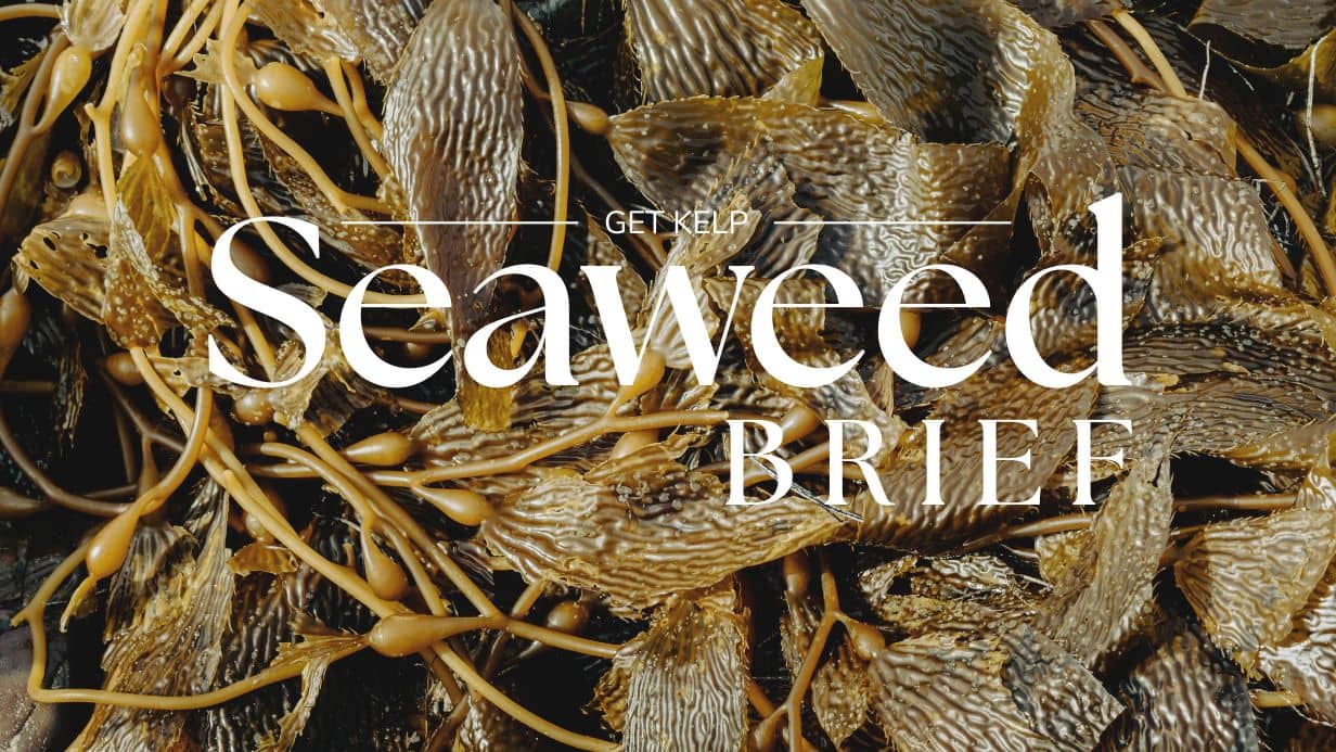 Seaweed Brief Issue 000