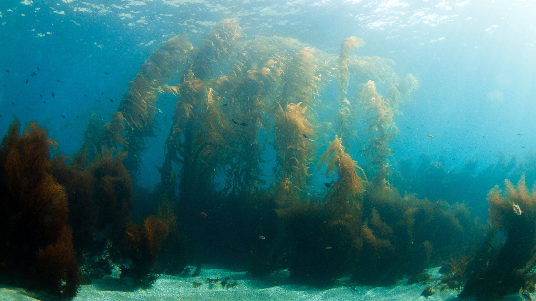 Things seaweed taught me this month.
