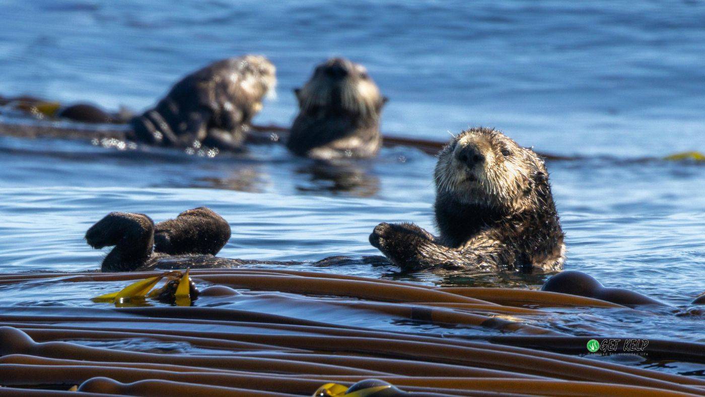 Sea otters floating on a kelp forest.