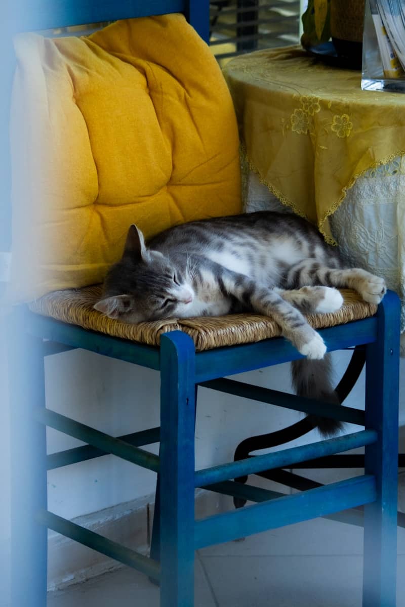 A striped cat sleeps peacefully on a blue chair.