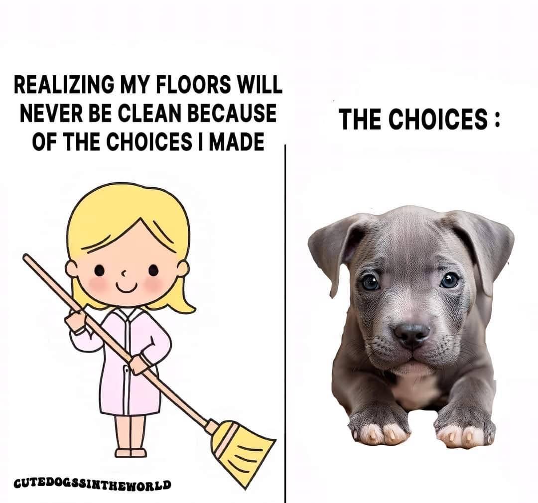  This image is a two-part meme. On the left, there's a cartoon of a smiling person holding a broom, accompanied by text that reads, "Realizing my floors will never be clean because of the choices I made." On the right side, a cute gray puppy is sitting, r