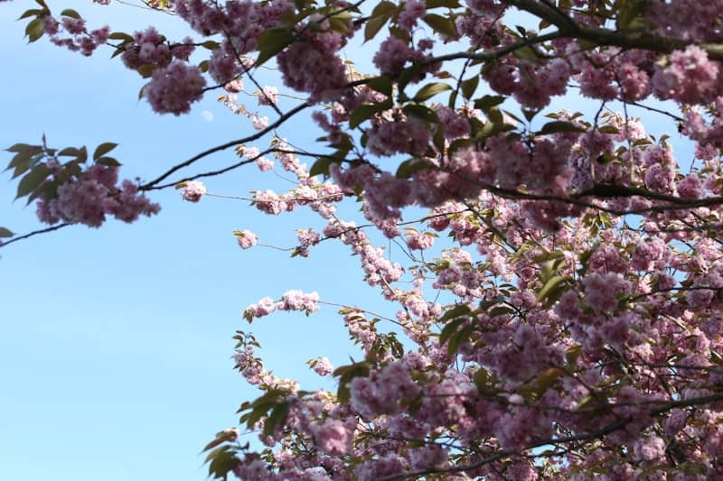 Pink cherry blossoms bloom against a clear blue sky