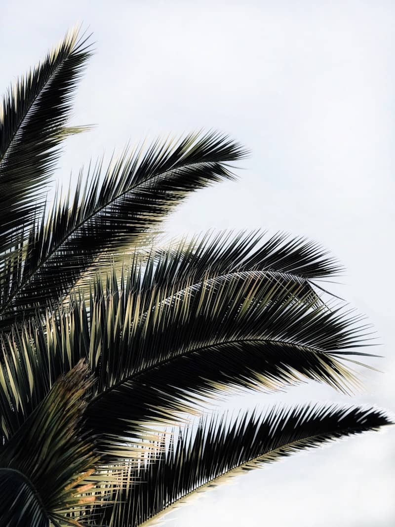 green palm tree under white sky