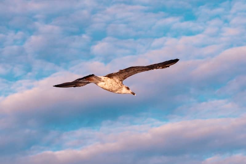 A seagull soars through a cloudy sky.