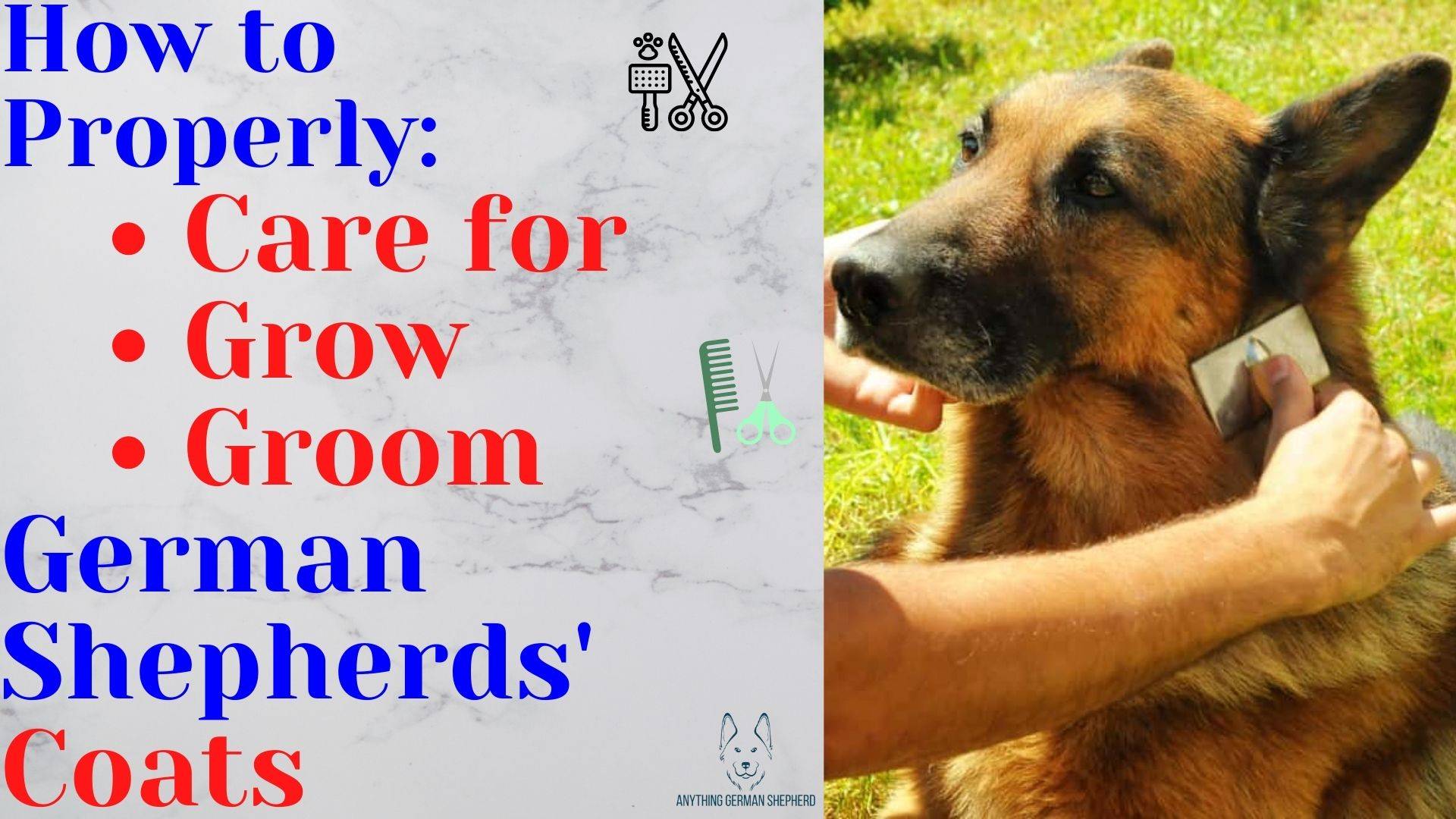 how-to-properly-care-for-grow-and-groom-your-german-shepherds-coat