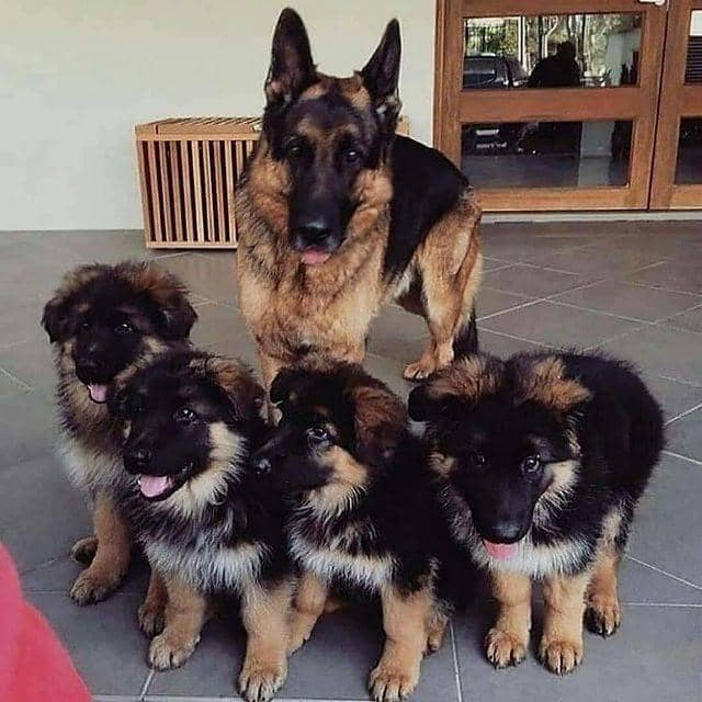 german-shepherd-growth-chart-what-to-expect-as-your-gsd-puppy-grows-up