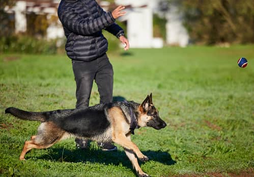 the-best-way-to-train-your-german-shepherd-for-your-protection