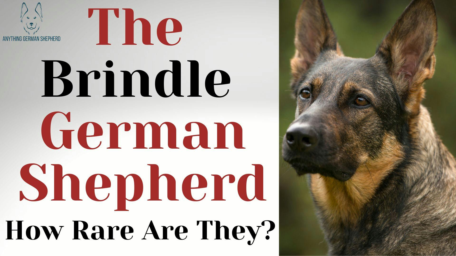 unusual-dogs-the-brindle-german-shepherd