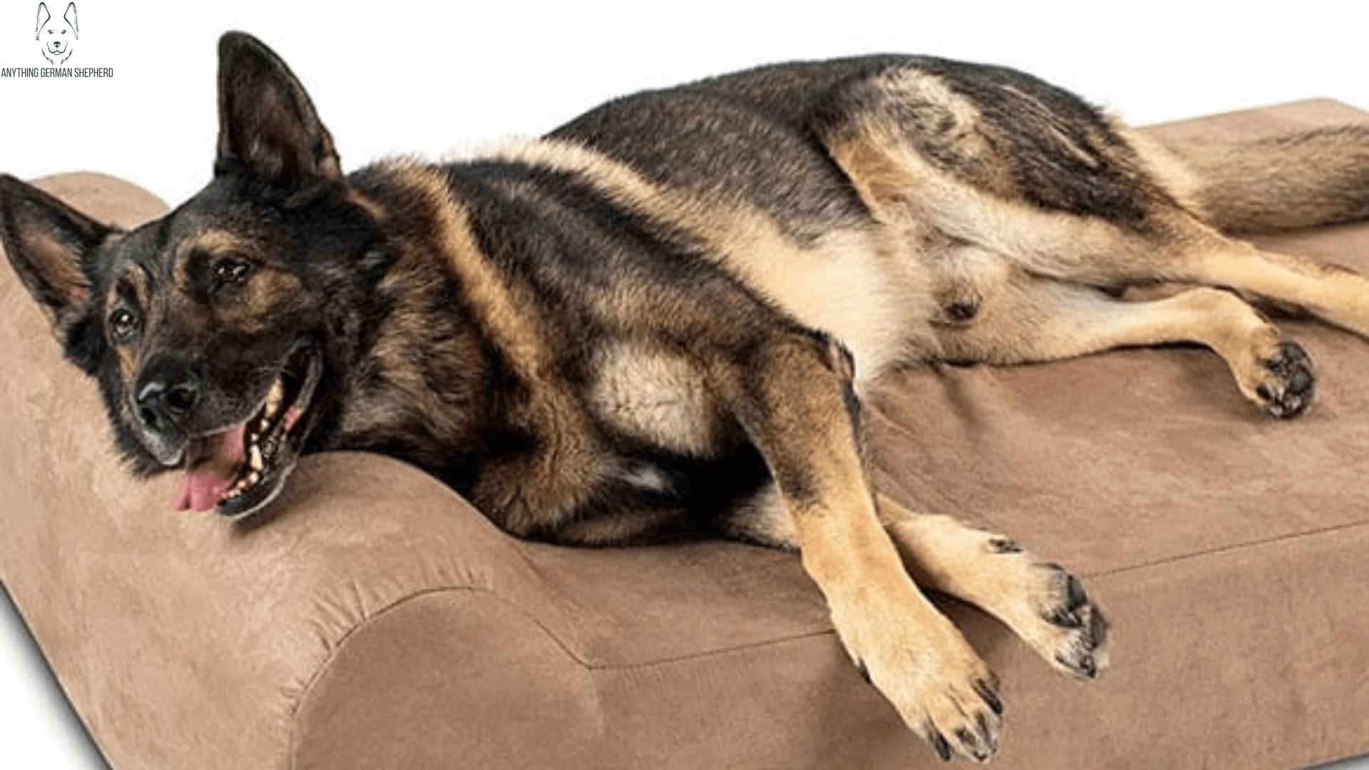german-shepherd