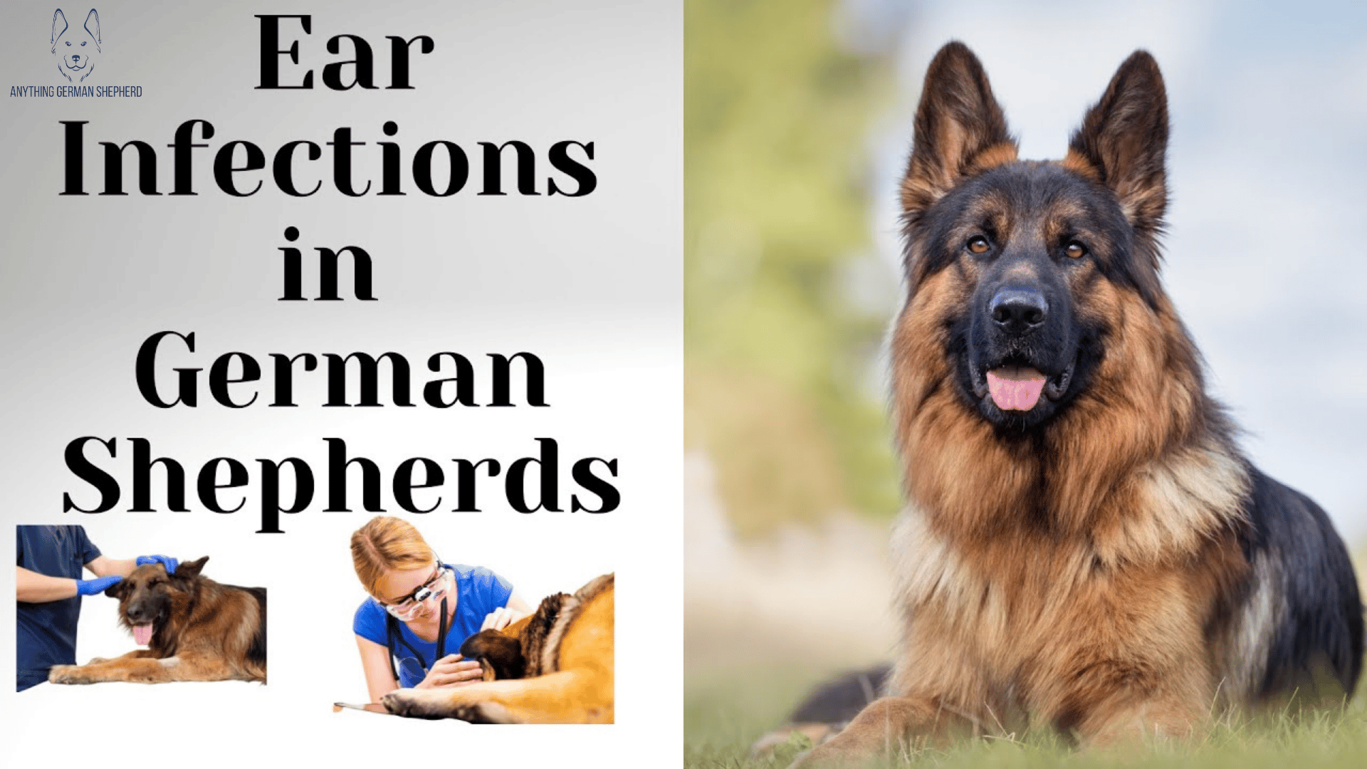 Ear Infections in German Shepherds Advice for Owners