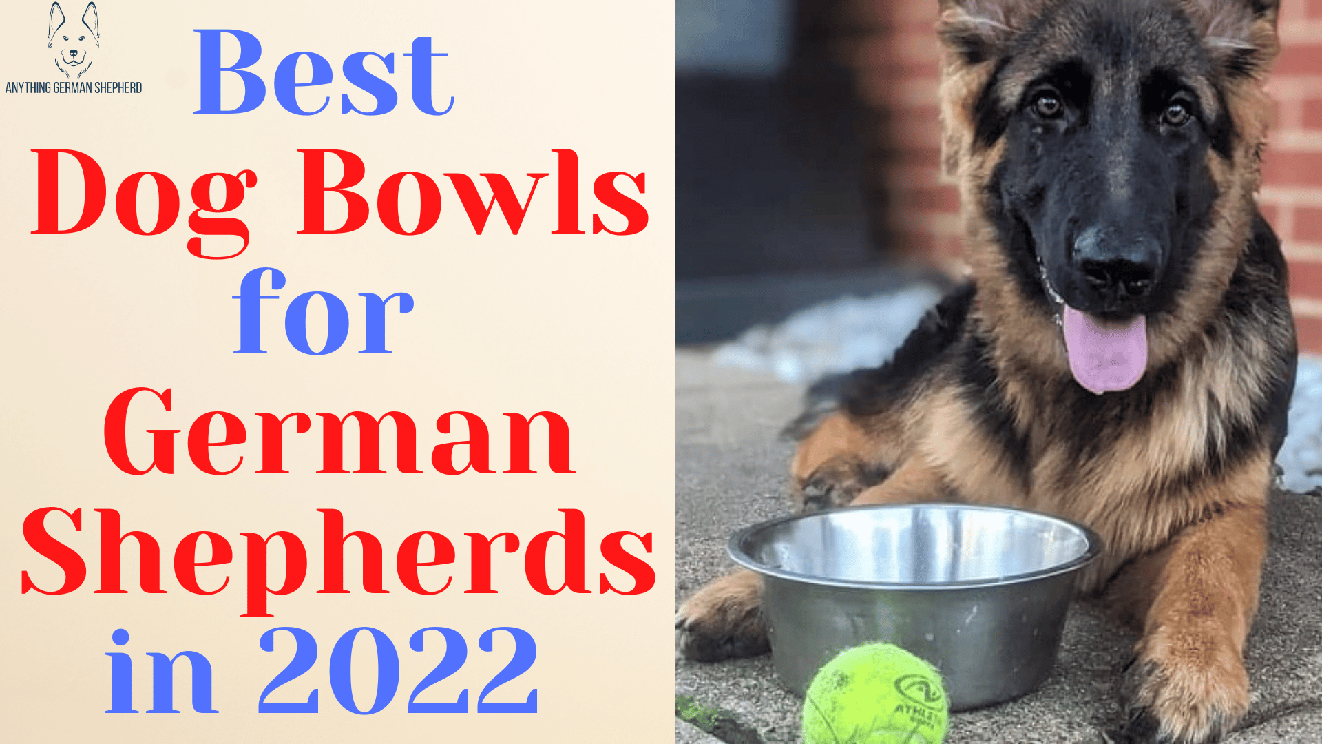 best-dog-bowls-for-german-shepherds