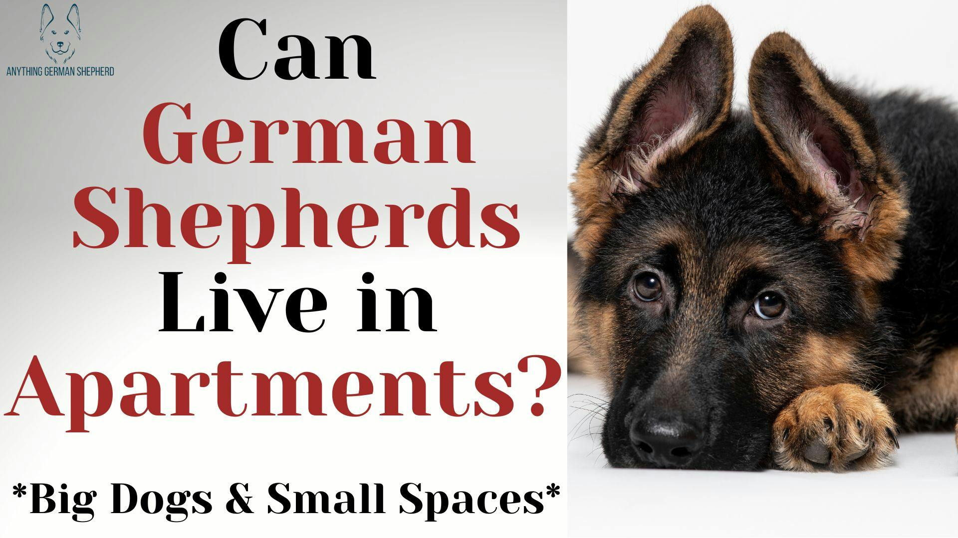 can-german-shepherds-live-in-apartments-big-dogs-in-small-spaces